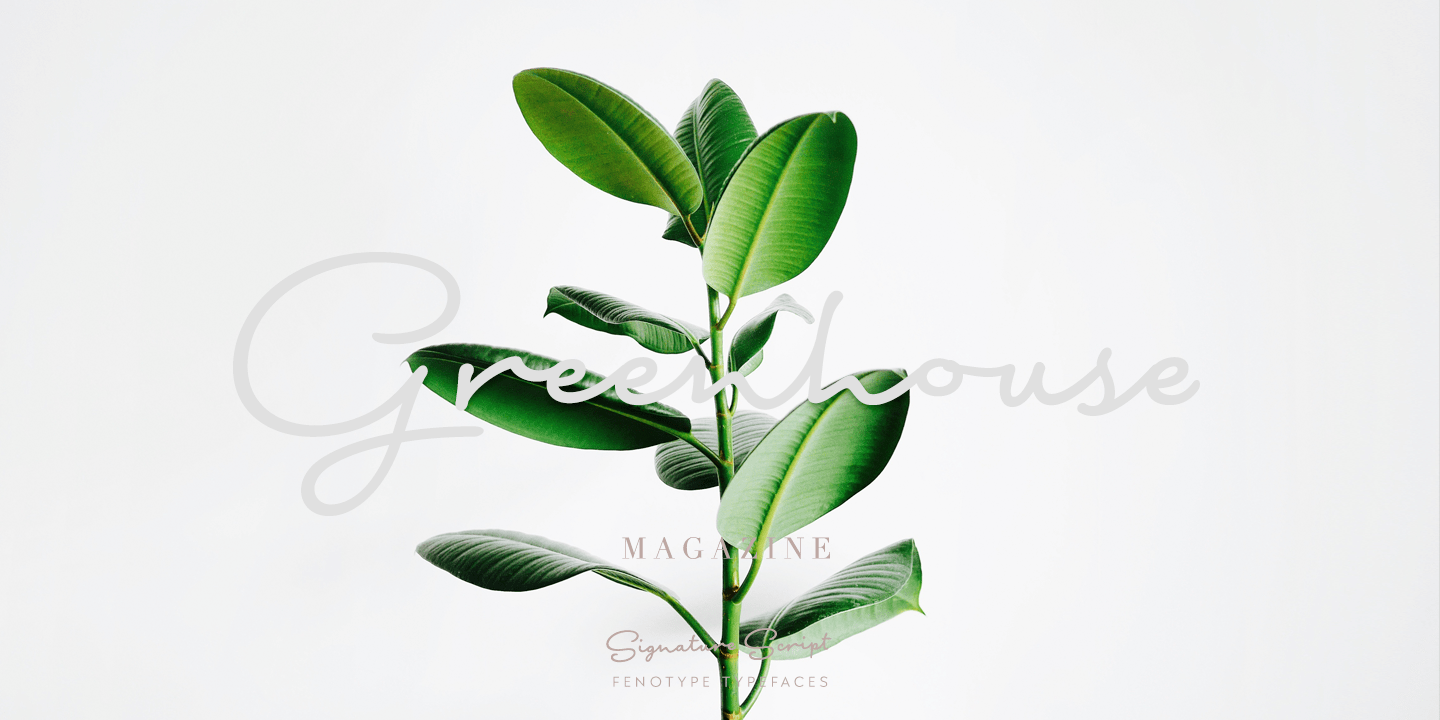 Signature Script Fenotype Font Family by Fenotype | Font Bros